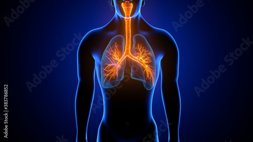 3d illustration human respiratory system lungs anatomy