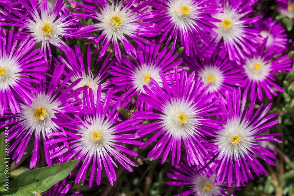 Starburst Ice Plant (Delosperma floribunda) in garden Starburst Ice Plant (Delosperma floribunda) in garden