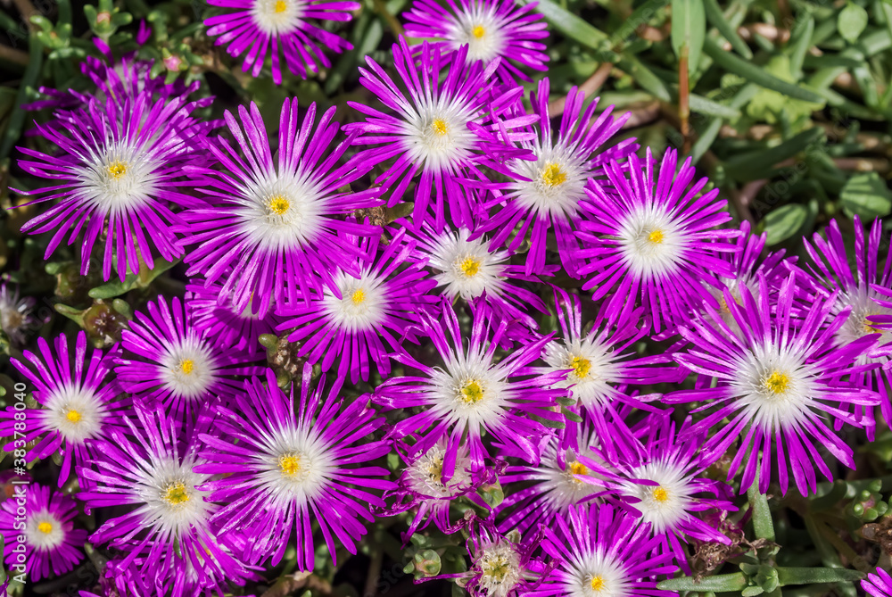 Starburst Ice Plant (Delosperma floribunda) in garden Starburst Ice Plant (Delosperma floribunda) in garden