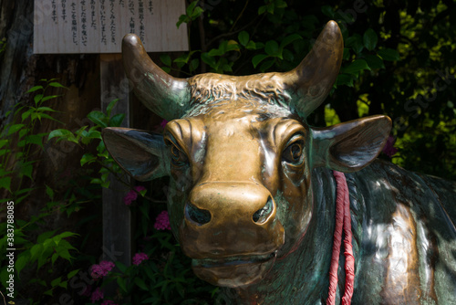 京都 長岡天満宮の牛の像
