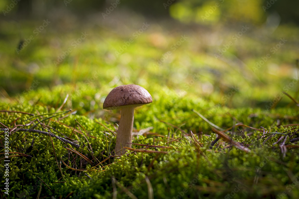 boletus mushroom grows in moss forest boletus mushroom grows in moss forest