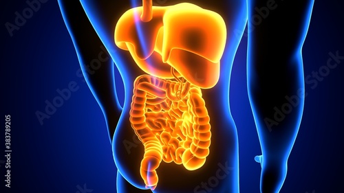 3d illustration of human digestive system anatomy