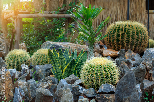 Golden barrel cactus cluster in the garden on rocks stone, well known species of cactus widely cultiv photo