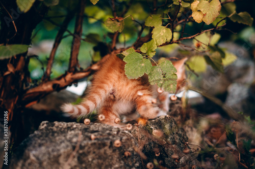Charming kitten with a red and white striped tail, rear view. The little orange kitten is walking on the nature among the green bushes.