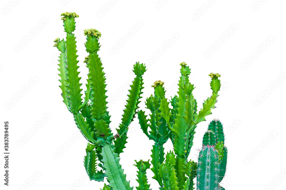 Isolated cactus with flowers on white background with clipping path. Isolated cactus with flowers on white background with clipping path.