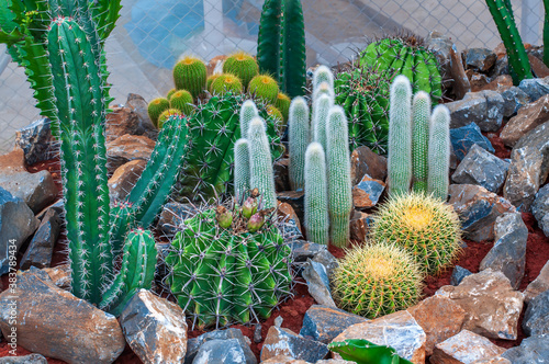 Cactus garden growing on rocks stone as an ornamental plant