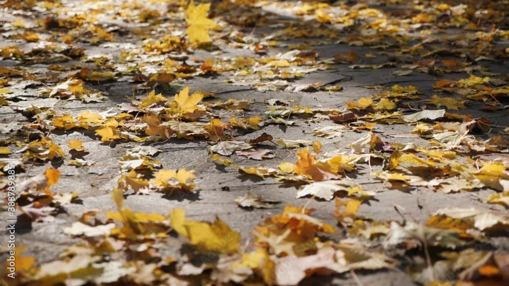 Fallen autumn leaves on city walkway pavement blown over by the light breeze Fallen autumn leaves on city walkway pavement blown over by the light breeze