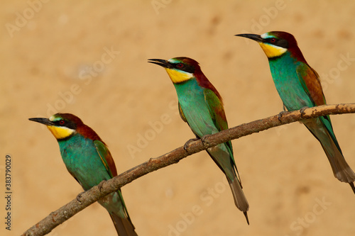 Abejaruco (Merops apiaster), tres aves de colores posadas sobre fondo naranja.