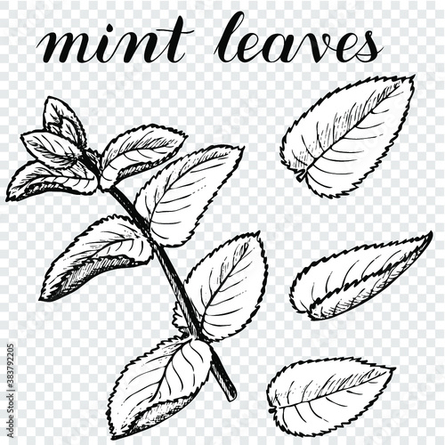 Mint leaves. Vector illustration of spices. Hand drawn sketch of pepper mint plant. Black and white on a transparent background. Coloring book	