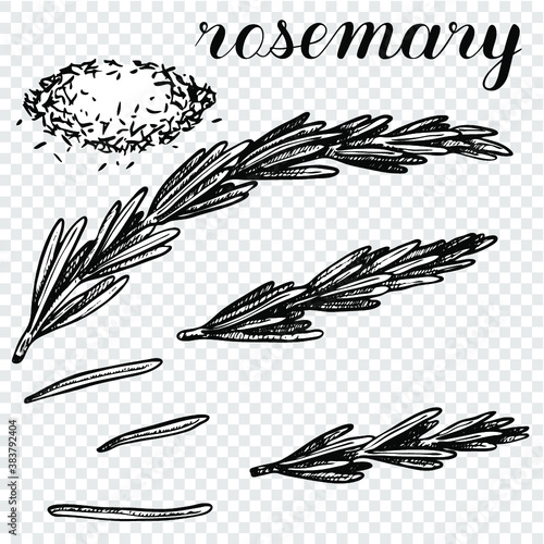 Fresh rosemary vector illustration. Spices. Rosemary branch, leaves and dry ground. Black and white on a transparent background. Coloring book	