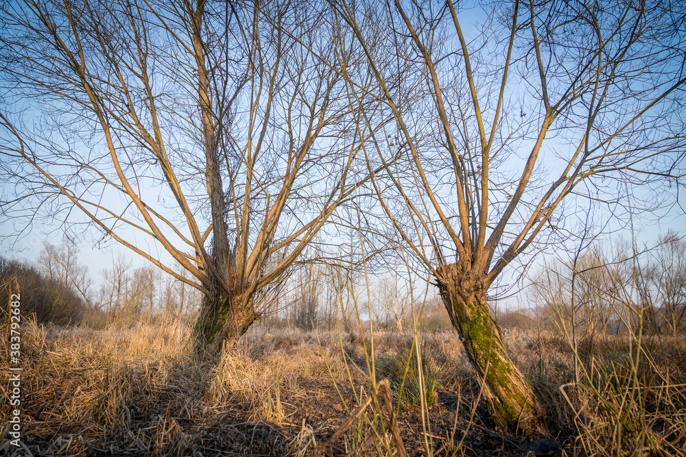 Weiden im winterlichen Spreewald Weiden im winterlichen Spreewald