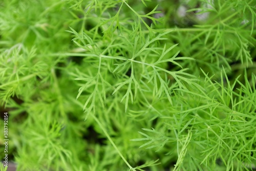 close up of a dill plant