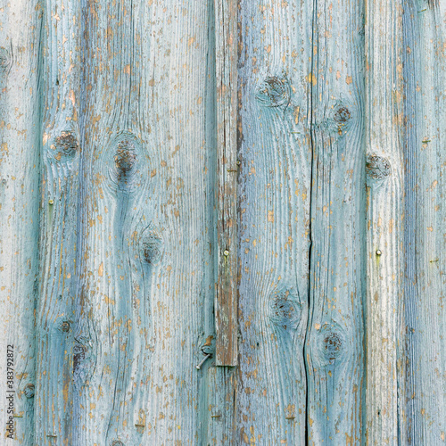 Old blue painted board with natural patterns