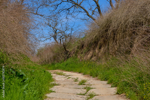 Rural road to the wild beach on the Black sea shore in the Ochakov (Ochakiv) resort in Ukraine photo