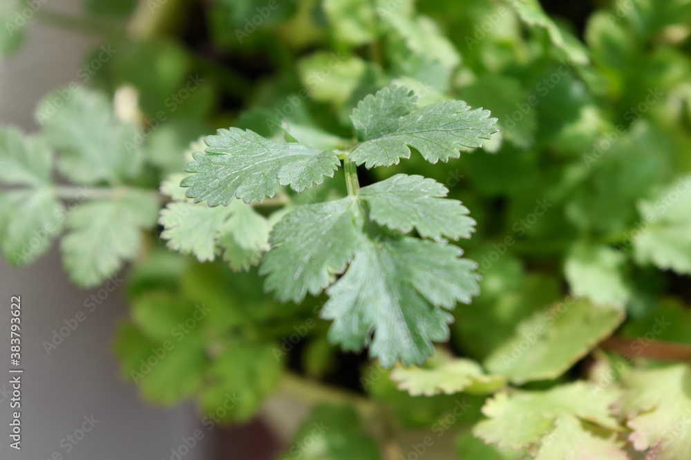 Close up of a coriander plant Close up of a coriander plant