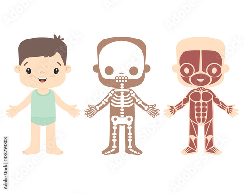 Boy Anatomy, Human External Body Parts, Full Skeleton and Muscles Kawaii Style Cute Flat Vector Illustration Isolated on White