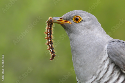 Common cuckoo. Close-up of the bird head with hairy caterpillar in beak. Cuculus canorus. photo