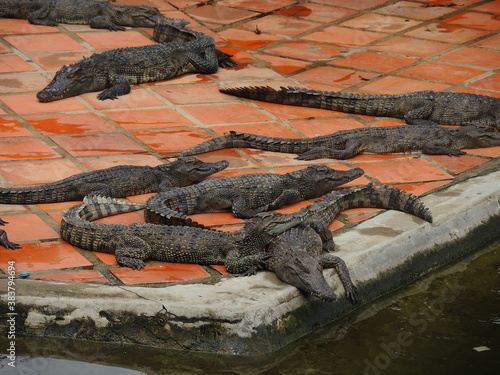 flock of crocodiles