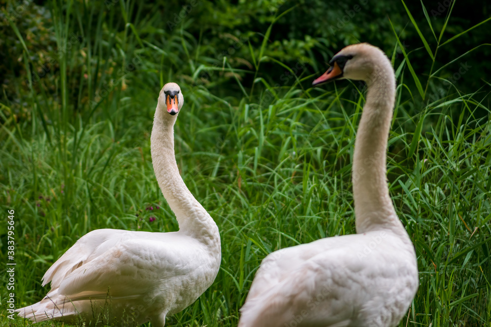 Pair of Mute swans (Cygnus olor) looking at each other lear the lake Pair of Mute swans (Cygnus olor) looking at each other lear the lake