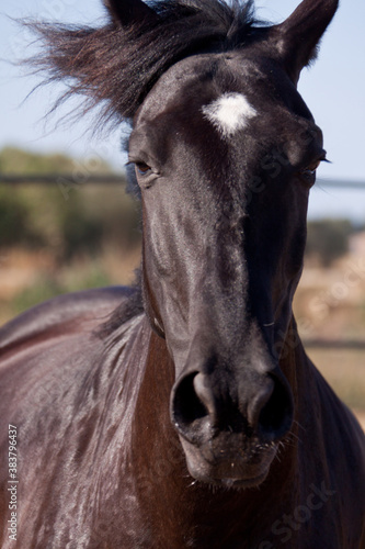 caballo de pura raza menorquina prm horse outdoor rolling photo