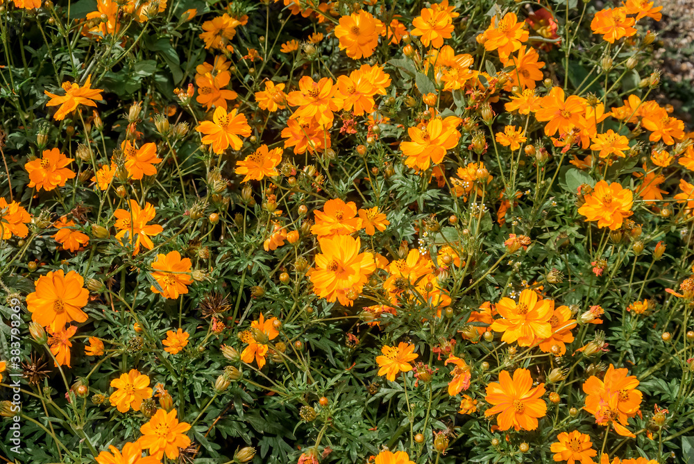 Sulfur Cosmos (Cosmos sulphureus) in garden Sulfur Cosmos (Cosmos sulphureus) in garden