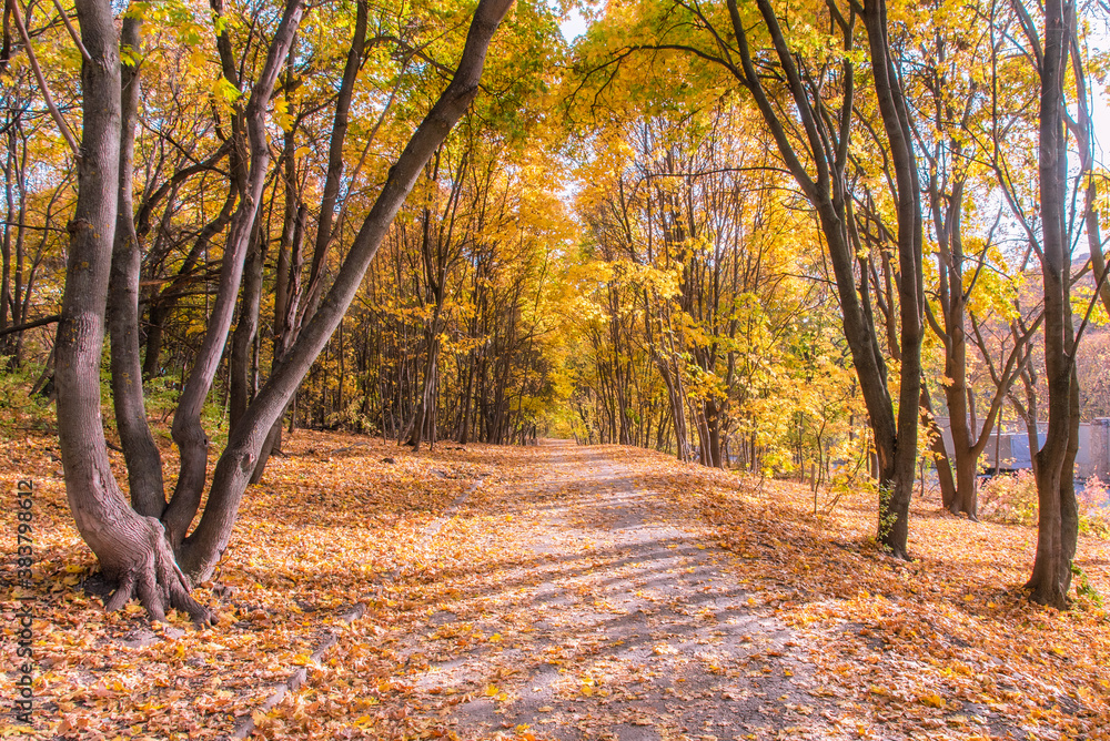 Obraz premium Autumn landscape. The path is strewn with dry leaves in the forest.