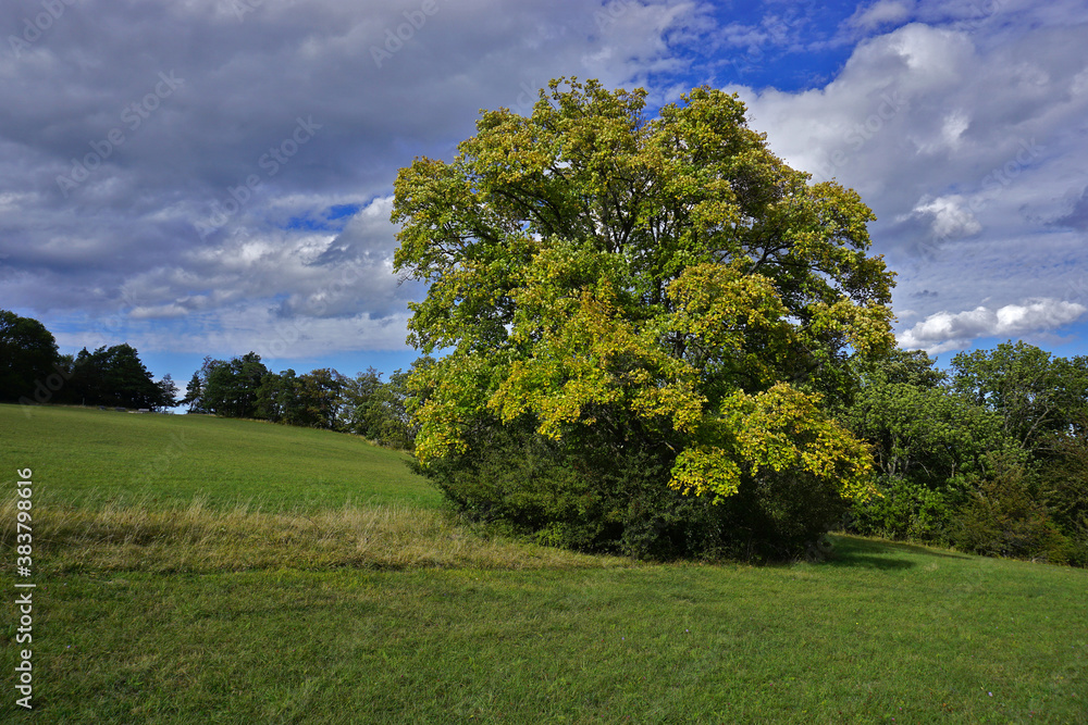 Bergahorn (Acer pseudoplatanus) auf dem Farrenberg, Schwäbische Alb Bergahorn (Acer pseudoplatanus) auf dem Farrenberg, Schwäbische Alb