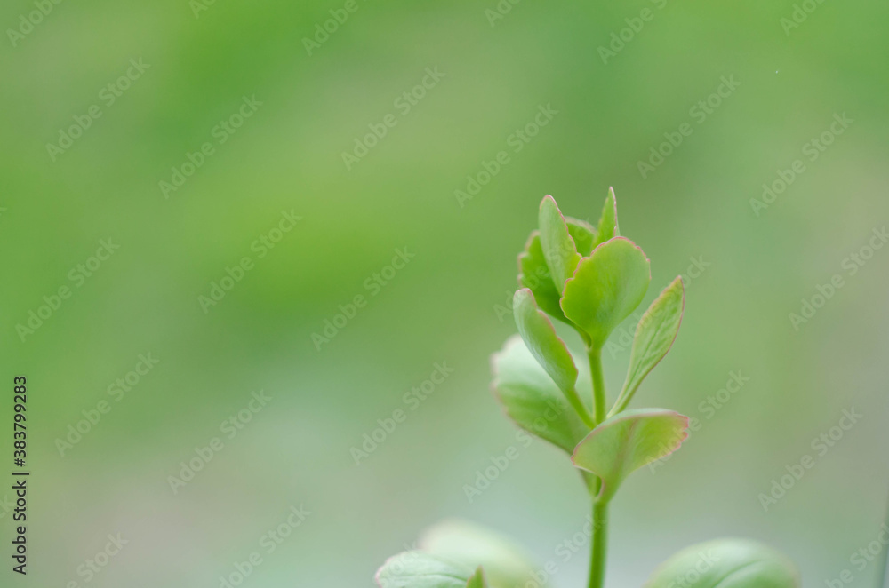Green sprout on a green background. Background for printing Green sprout on a green background. Background for printing