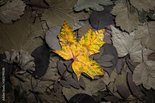 Yellow autumn dry maple leaf. Autumn background texture with dry leaves