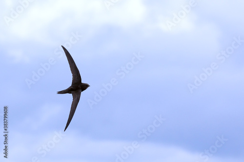 Common swift. Bird in flight, flying birds. Apus apus photo