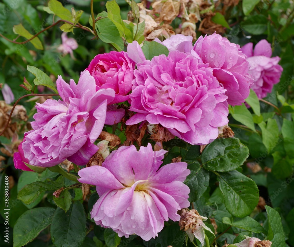 pink rose in garden