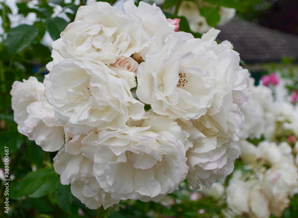 white roses in a garden white roses in a garden