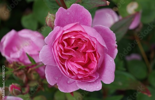 pink rose in garden