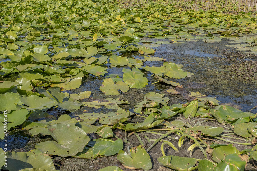 Lake completely overgrown aquatic flowering plant European white water lily (Nymphaea alba) Lake completely overgrown aquatic flowering plant European white water lily (Nymphaea alba)