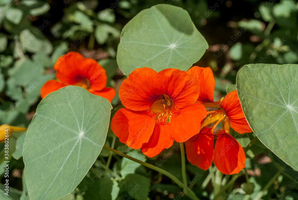 Garden Nasturtium (Tropaeolum majus) in garden Garden Nasturtium (Tropaeolum majus) in garden