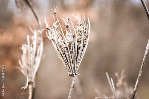 Dried field plants in winter vintage background