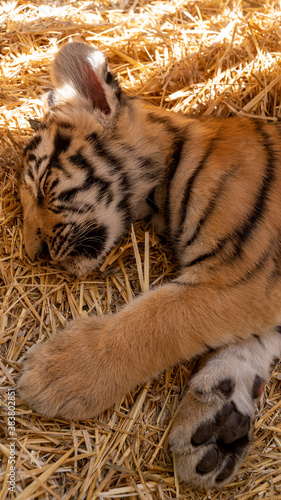 Bengal tiger in the zoo is sleeping