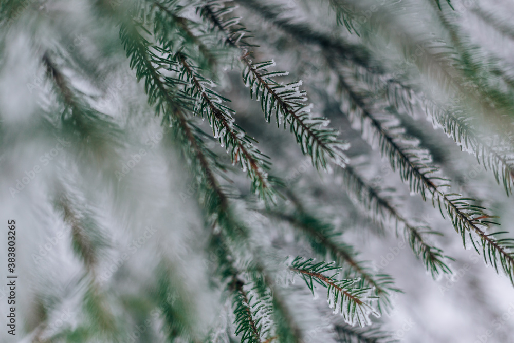 Frozen in frost and snow spruce branch Frozen in frost and snow spruce branch