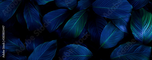 closeup tropical blue leaf background. Flat lay, fresh wallpaper banner concept