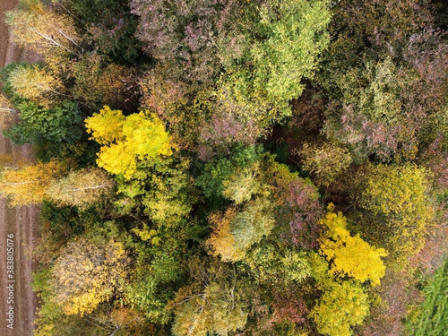 Aerial view of autumn forest, trees with yellow foliage, top view