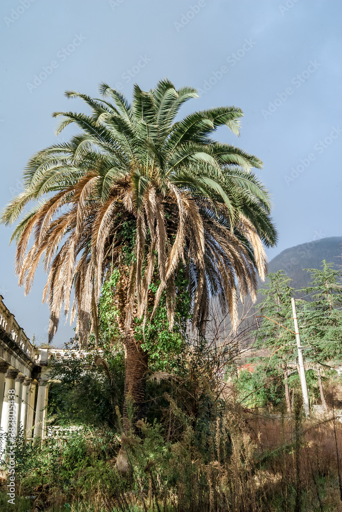 Canary Island Date Palm (Phoenix canariensis) in park, Abkhazia