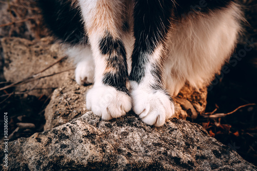 White paws of a fluffy domestic cat. Cat on a walk. Paws of a tricolor cat close-up.