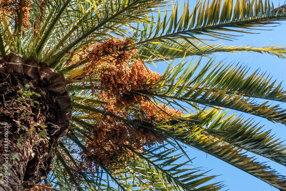 Obraz premium Canary Island Date Palm (Phoenix canariensis) in park, Abkhazia