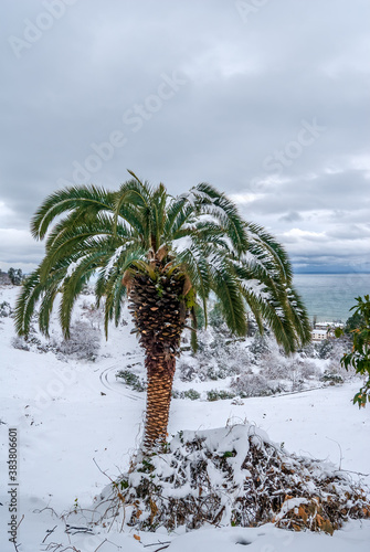 Canary Island Date Palm (Phoenix canariensis) covered with snow in park, Abkhazia photo