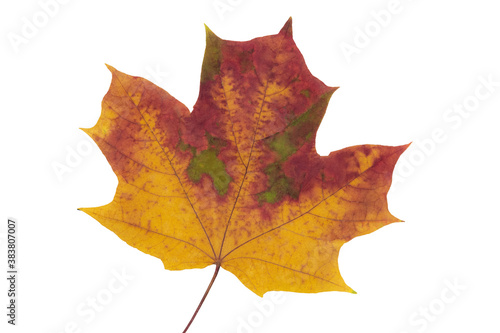 Beautiful multicolored autumn maple leaf on a white background
