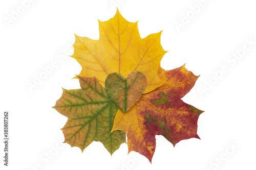 Maple leaf heart on three beautiful colorful autumn maple leaves on a white background