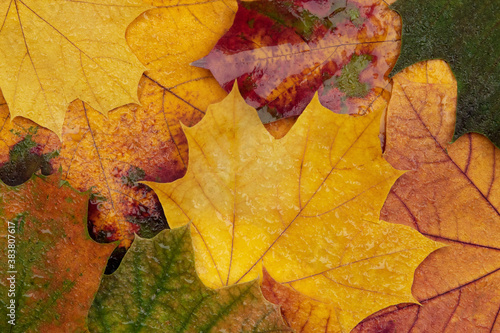 Beautiful autumn colorful leaves wet from raindrops