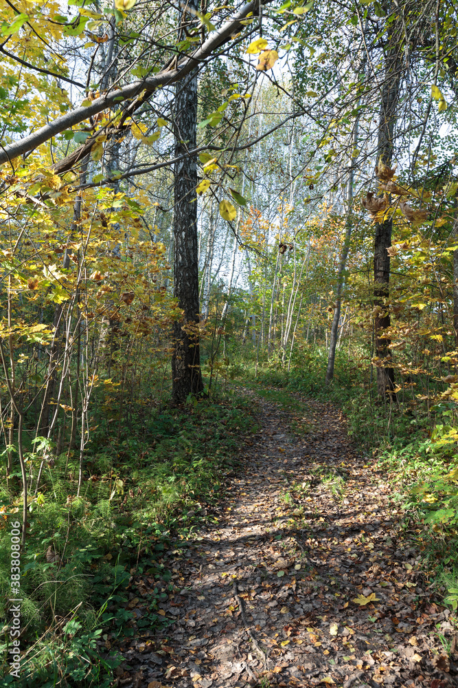 Autumn forest nature. Bright sunny day in the forest. Nature landscape with sunlight. Forest near Moscow. Autumn forest nature. Bright sunny day in the forest. Nature landscape with sunlight. Forest near Moscow.