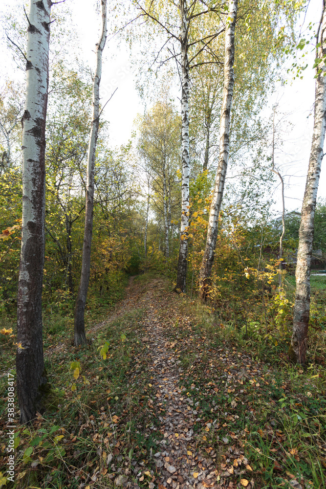 Autumn forest nature. Bright sunny day in the forest. Nature landscape with sunlight. Forest near Moscow. Autumn forest nature. Bright sunny day in the forest. Nature landscape with sunlight. Forest near Moscow.