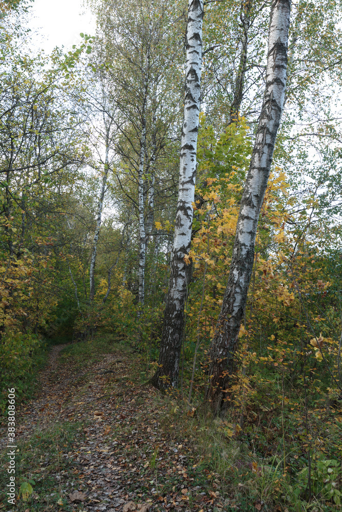 Autumn forest nature. Bright sunny day in the forest. Nature landscape with sunlight. Forest near Moscow. Autumn forest nature. Bright sunny day in the forest. Nature landscape with sunlight. Forest near Moscow.